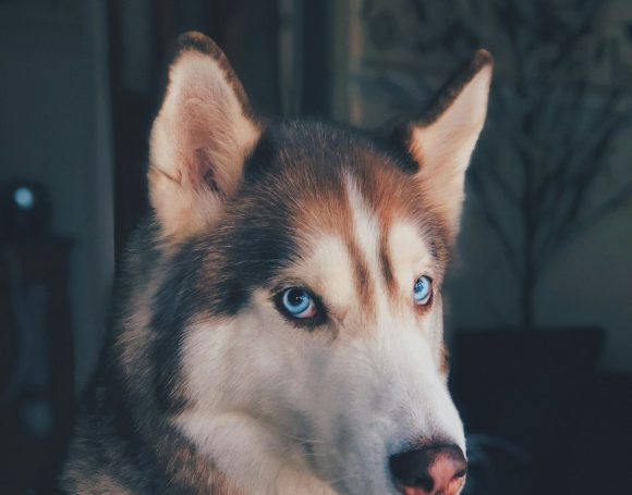 Eğitimli Köpeklerle Günlük Hayat Daha Kolay: K9 TÜRK’ün Profesyonel Hizmetleri