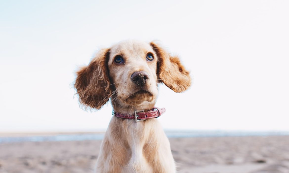 Köpeğinizle İlk Ayrılık: K9 TÜRK’te Güvenle ve Rahat Bir Deneyim İçin Bilmeniz Gerekenler