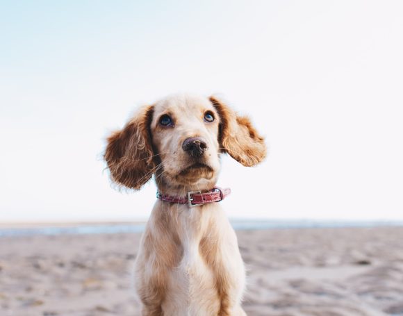 Köpeğinizle İlk Ayrılık: K9 TÜRK’te Güvenle ve Rahat Bir Deneyim İçin Bilmeniz Gerekenler