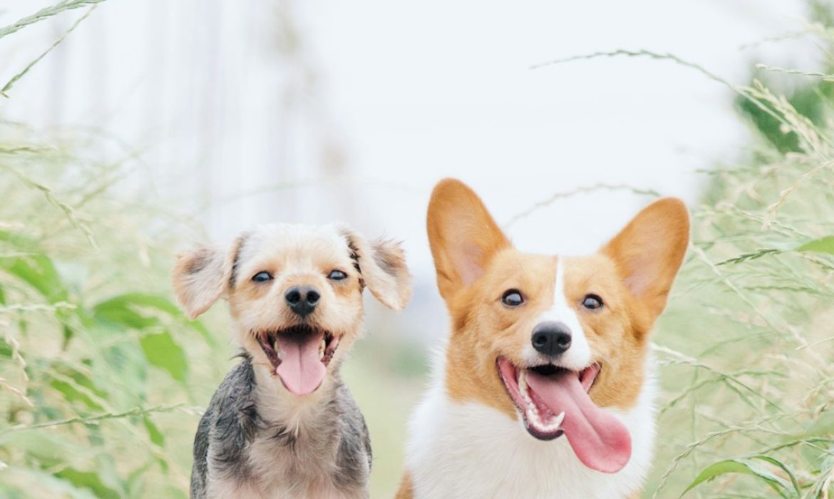 Köpek Oteli mi, Evde Bakım mı? 2024’te Köpeğiniz İçin En Doğru Seçeneği Seçin