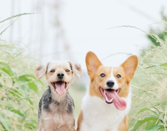 Köpek Oteli mi, Evde Bakım mı? 2024’te Köpeğiniz İçin En Doğru Seçeneği Seçin