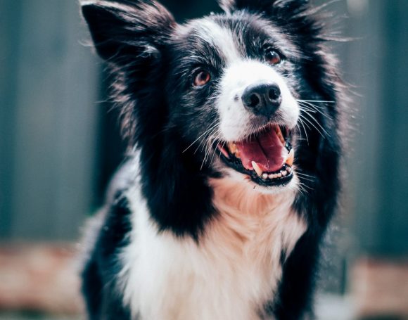 Köpek Otelinde Nelere Dikkat Edilmeli? Uzmanından 14 Dönümlük Eğitim Kampüsünde Güvenli Konaklama