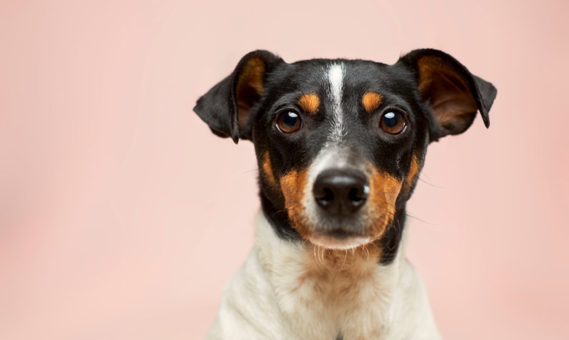 Köpek Sağlığında Güvenin Adı: Rutin Veteriner Kontrollerinin Önemi