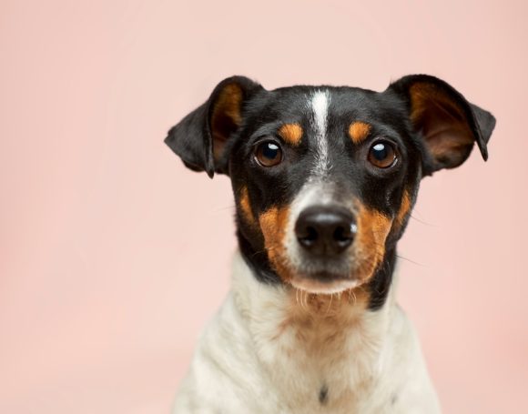 Köpek Sağlığında Güvenin Adı: Rutin Veteriner Kontrollerinin Önemi