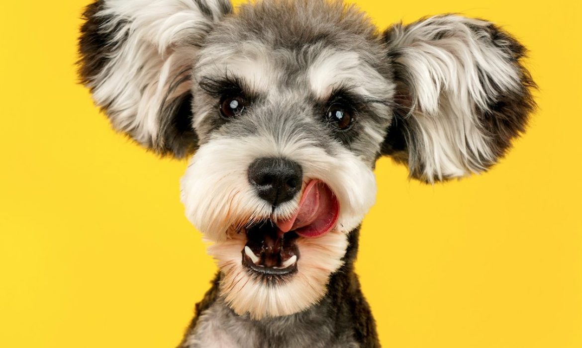 Yaz Tatilinde Köpeğiniz İçin Güvenli ve Konforlu Konaklama Seçenekleri: K9 TÜRK’ün Ayrıcalıklı Hizmetleri