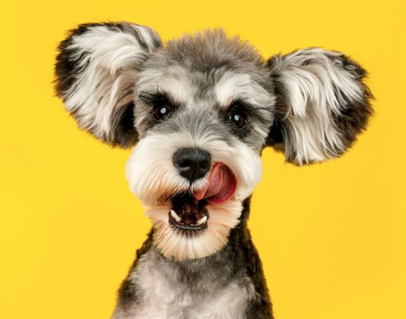 Yaz Tatilinde Köpeğiniz İçin Güvenli ve Konforlu Konaklama Seçenekleri: K9 TÜRK’ün Ayrıcalıklı Hizmetleri